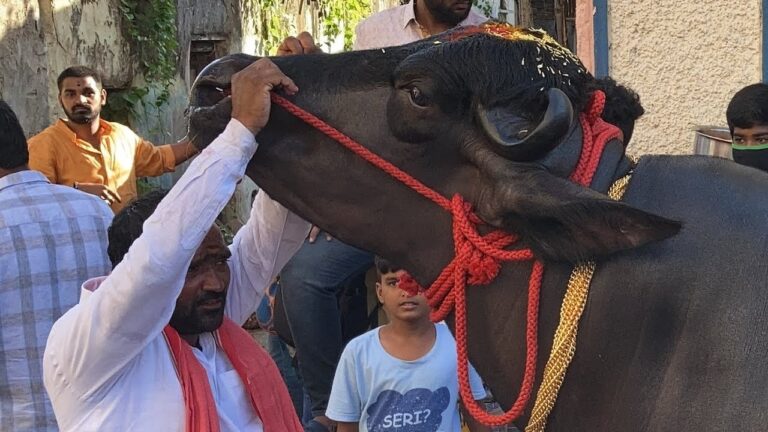 जानिए इस भैंसे की शाही ज़िंदगी और दूध वाली कमाई की कहानी